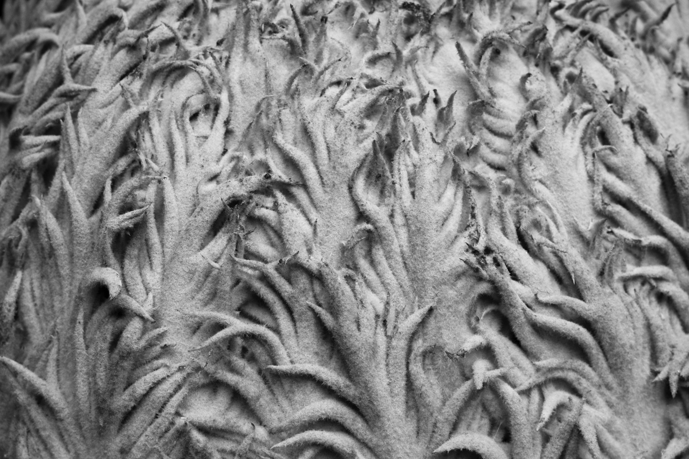 The Collective — Olin Heitmann