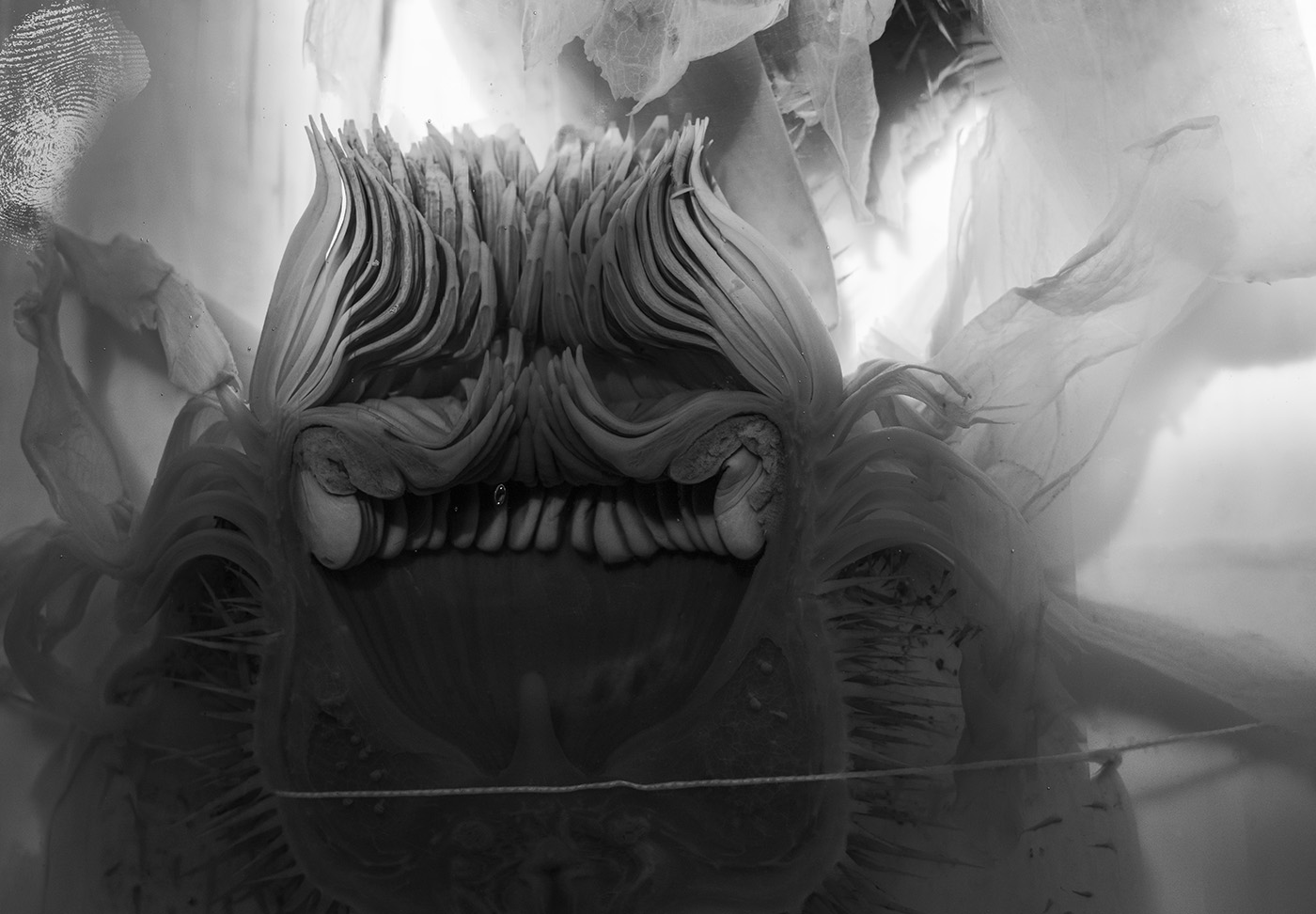 The Solitude of Natural Things — Olin Heitmann